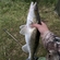 Pike perch