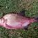 Carp bream