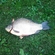 Crucian carp