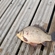 Crucian carp