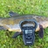 Tench