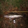 Pike perch