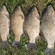 Prussian carp