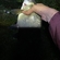 Carp bream