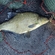 Carp bream
