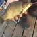 Prussian carp
