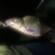 Carp bream