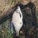 Carp bream