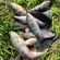 Eurasian perch