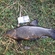 Tench