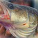 Pike perch