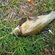 Tench
