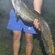 Wels catfish