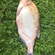 Carp bream