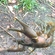 Broad-fingered crayfish
