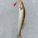Pike perch