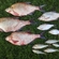 Carp bream