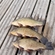 Tench