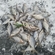 Carp bream