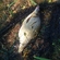 Carp bream