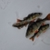 Eurasian perch