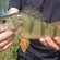 Eurasian perch