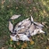Carp bream