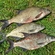 Carp bream