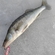 Pike perch