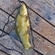 Tench
