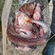 Carp bream