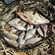 Carp bream