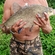 Carp bream