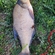 Carp bream