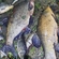 Carp bream