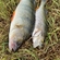 Eurasian perch