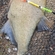 Carp bream