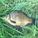 Crucian carp
