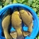 Tench