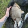 Crucian carp