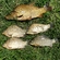 Prussian carp