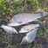 Prussian carp