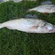 Pike perch
