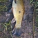 Tench