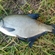 Carp bream