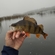 Eurasian perch