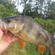 Eurasian perch