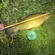 Tench