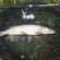 Pike