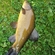 Tench